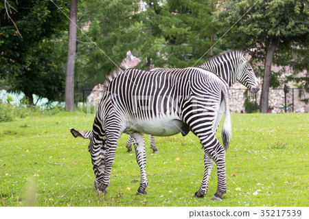 Zebra in a green savanna 35217539