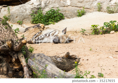 Striped hyena rest after night hunting 35217655