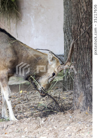 Male Pere Davids deer, a summer hot day 35217656