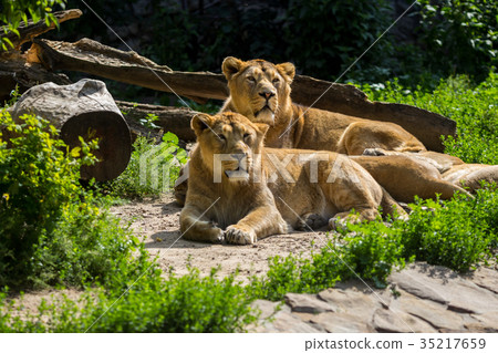 lion pride rests after hunting lion pride rests after hunting 35217659