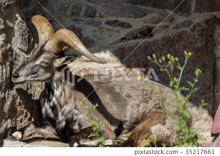 King of the Rocky Mountains of the Caucasus King of the Rocky Mountains of the Caucasus 35217661