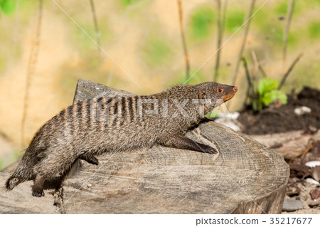 the striped mongoose rests on a stump the striped mongoose rests on a stump 35217677