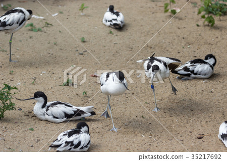 Pied avocet in the Bukle du Baule Pied avocet in the Bukle du Baule 35217692