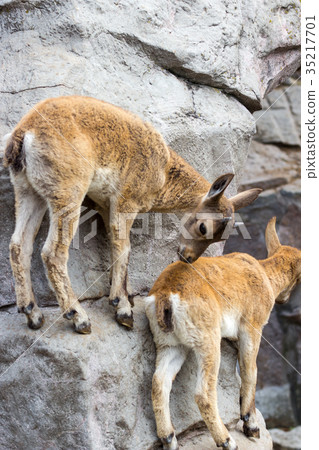 The kid of the East Caucasian tour is playing The kid of the East Caucasian tour is playing 35217701