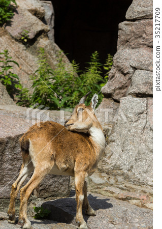 The kid of the East Caucasian tour is playing The kid of the East Caucasian tour is playing 35217709