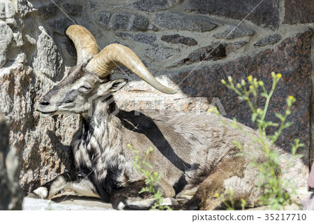 King of the Rocky Mountains of the Caucasus, 35217710