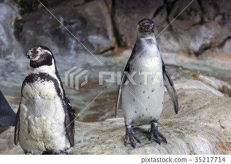 Humboldt penguin in a cave on the rocky Humboldt penguin in a cave on the rocky 35217714