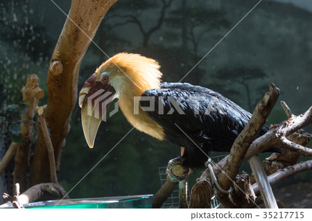 Southern ground hornbill at Natural Reserve Etosha 35217715