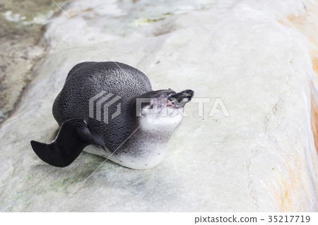 Humboldt penguin in a cave on the rocky shore Humboldt penguin in a cave on the rocky shore 35217719