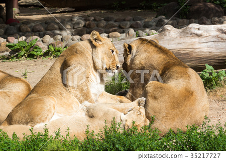 lion pride rests after hunting lion pride rests after hunting 35217727