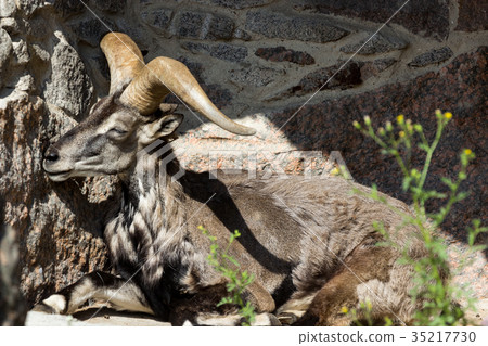 King of the Rocky Mountains of the Caucasus 35217730