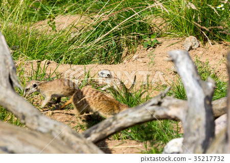 A family of meerkats got out of the hole early 35217732