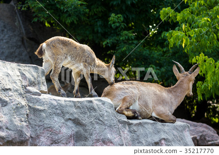 The kid of the East Caucasian tour is playing 35217770