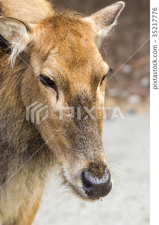 Female Pere Davids deer, summer hot day 35217776