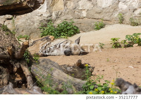 Striped hyena rest after night hunting 35217777