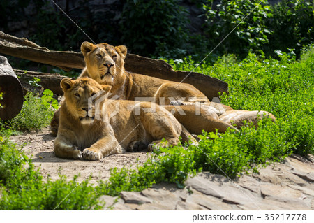 lion pride rests after hunting 35217778