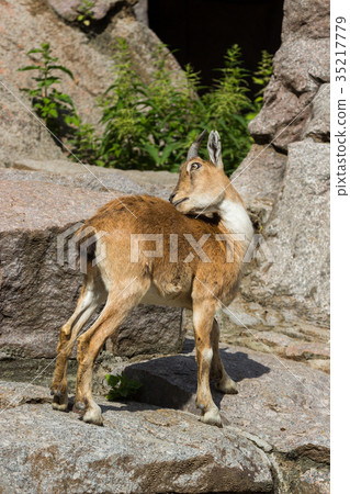 The kid of the East Caucasian tour is playing 35217779