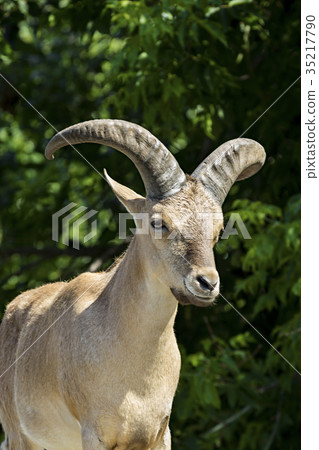 King of the Rocky Mountains of the Caucasus, 35217790