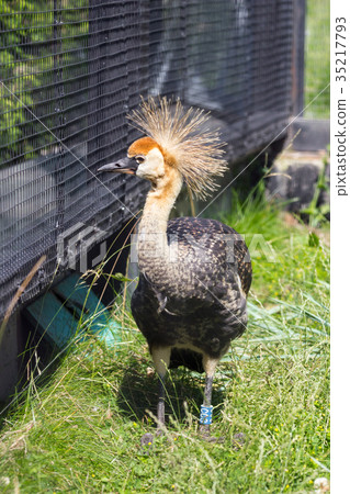 Gray Crowned Crane in an enclosure Zimbabwe Gray Crowned Crane in an enclosure Zimbabwe 35217793
