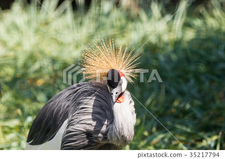 Gray Crowned Crane in Mapungubwe Gray Crowned Crane in Mapungubwe 35217794