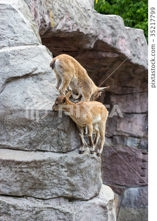 The kid of the East Caucasian tour is playing The kid of the East Caucasian tour is playing 35217799