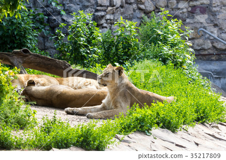 pride rests before the hunt, young male Asian lion pride rests before the hunt, young male Asian lion 35217809