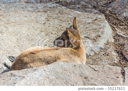 The kid of the East Caucasian tour is playing 35217811