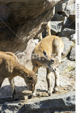 The kid of the East Caucasian tour is playing 35217829