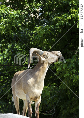King of the Rocky Mountains of the Caucasus 35217832
