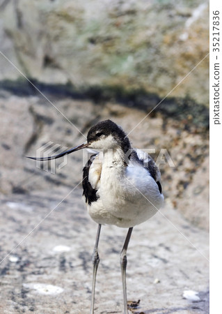 Pied avocet in the Bukle du Baule National Park  35217836