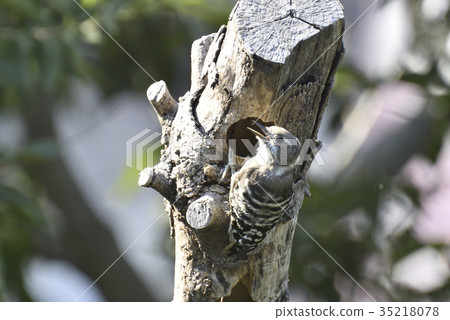 做在公園樹的Kogera洞穴 35218078