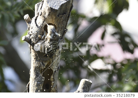 挖洞挖掘的啄木鳥,木片噴濺 挖洞挖掘的啄木鳥,木片噴濺 35218079