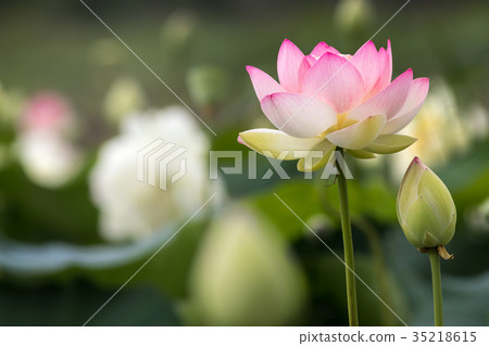Lotus flower Lotus flower 35218615