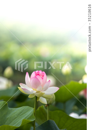 Lotus flower Lotus flower 35218616