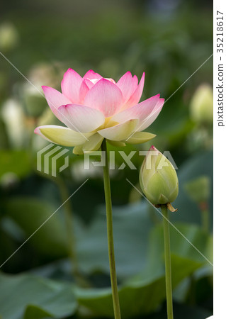 Lotus flower Lotus flower 35218617
