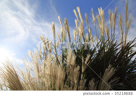 Autumn pampas grass 35218688