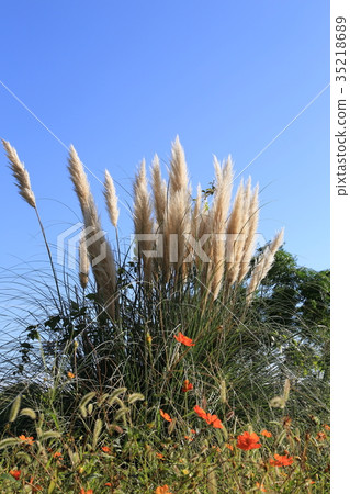 Autumn pampas grass 35218689