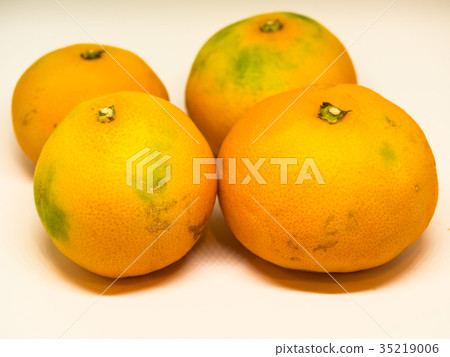 採摘後的溫州蜜柑照片。 35219006