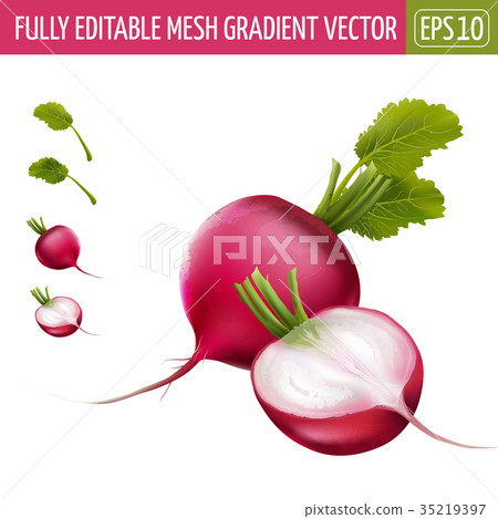 Radish on white background. Vector illustration Radish on white background. Vector illustration 35219397