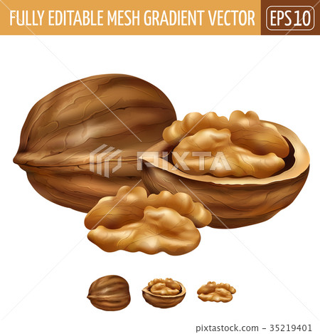 Walnut on white background. Vector illustration Walnut on white background. Vector illustration 35219401