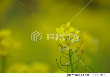 強姦開花 35219538