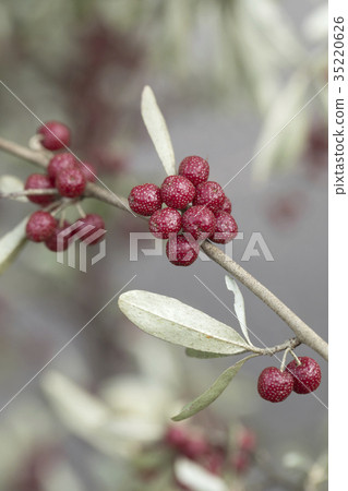 Maruba Akigumi 35220626