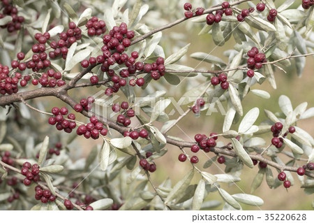 Maruba Akigumi 35220628