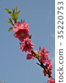桃花 桃花 35220753