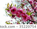 桃花 桃花 35220754