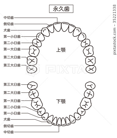 永久牙齒的名稱 35221338