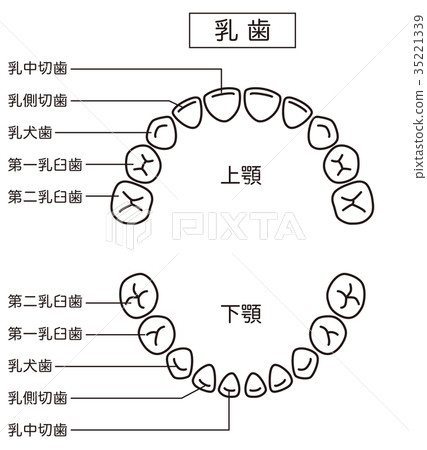 牙齒的名稱 35221339