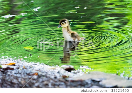 Oshidori's chick 35221490
