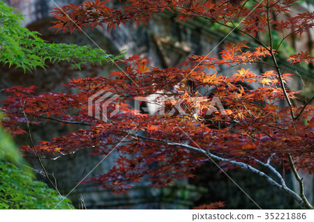 秋葉京都 秋葉京都 35221886
