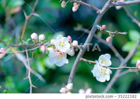  桃花 35222182